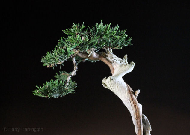juniper bonsai detail